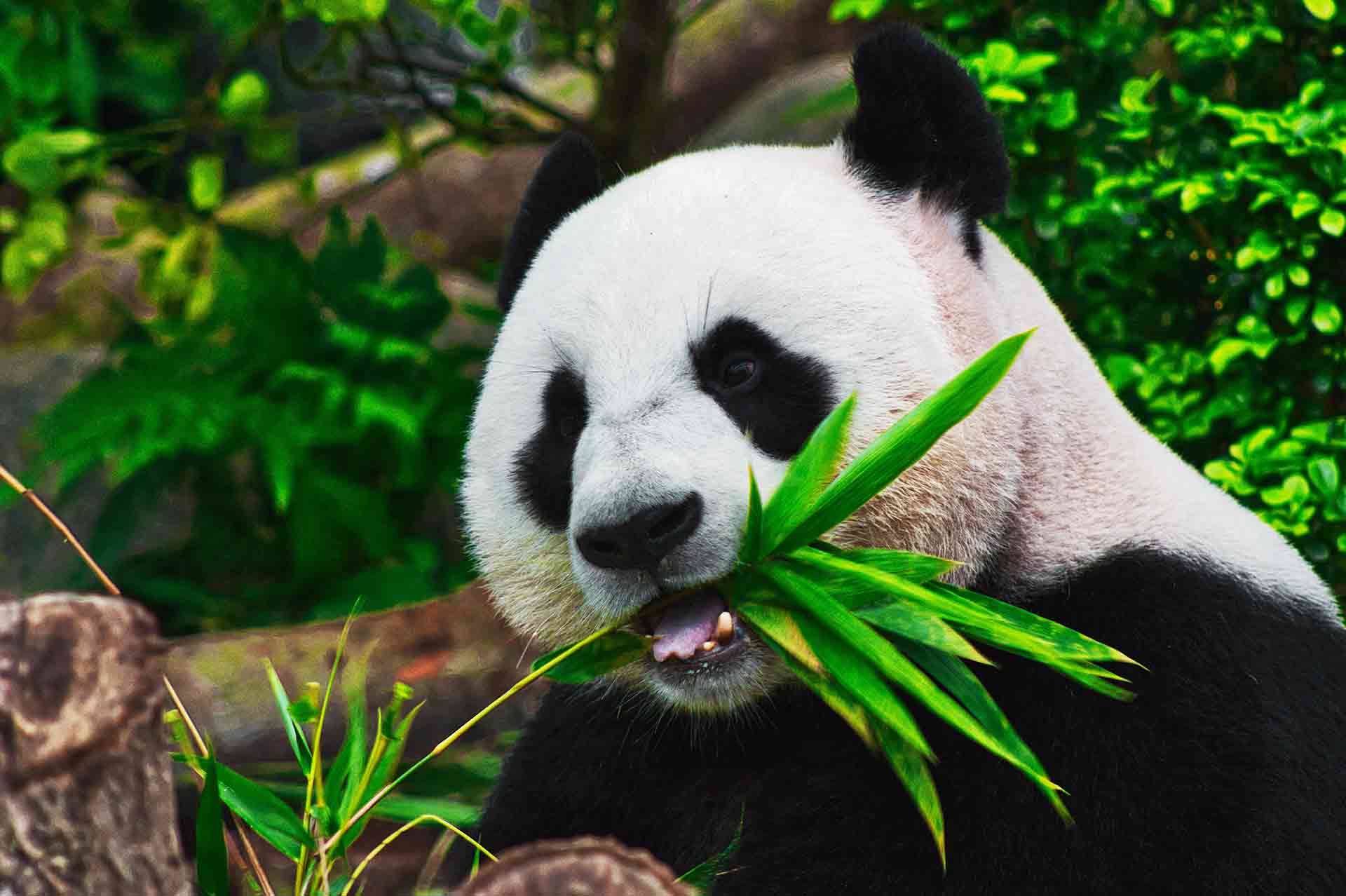 Researchers have discovered how pandas are able to gain weight on a bamboo diet